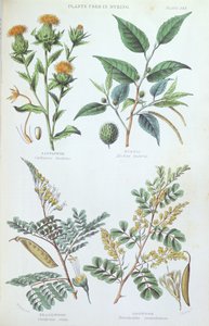 染色で使用された植物、植物研究のプレート、J。ビショップ、1872年 作： W. Fitch